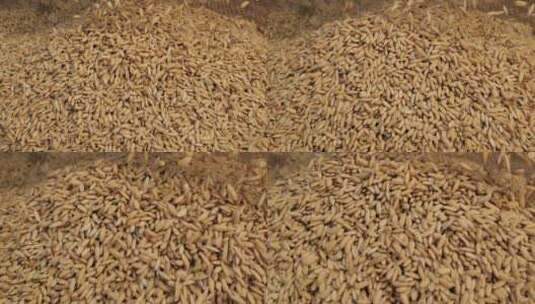 稻谷掉落粮食堆粮食大米特写高清在线视频素材下载