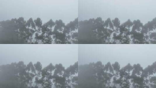 雾天树木树枝阴天树林雨天森林山间云雾缭绕高清在线视频素材下载