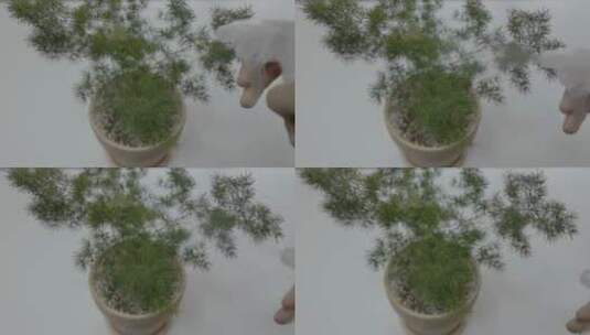 给蓬莱松植物浇水特写升格慢动作高清在线视频素材下载