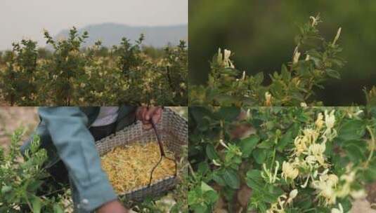 金银花种植金银花采摘挑选高清在线视频素材下载