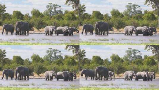 大象群悠闲自在高清在线视频素材下载