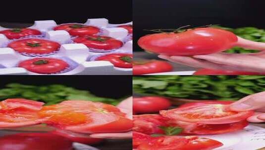西红柿 普罗旺斯西红柿高清在线视频素材下载