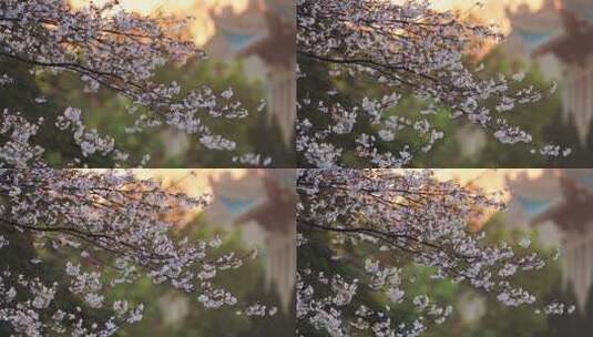 春天花季武汉街景盛开的樱花高清在线视频素材下载