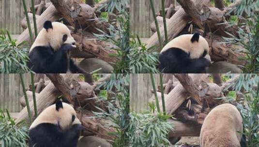 成都大熊猫繁育研究基地吃竹子的大熊猫高清在线视频素材下载
