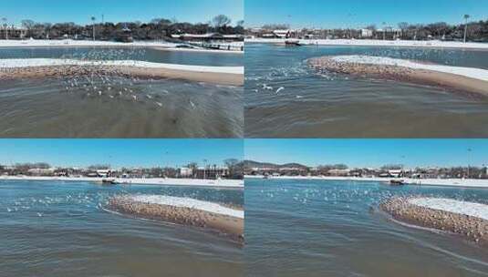 冬季海滩湿地海鸥群鸟高清在线视频素材下载
