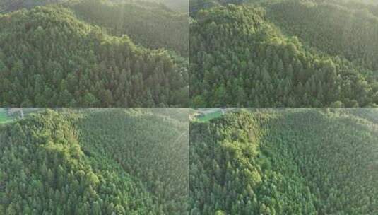 阳光下的松树林航拍树林原始森林大自然风景高清在线视频素材下载