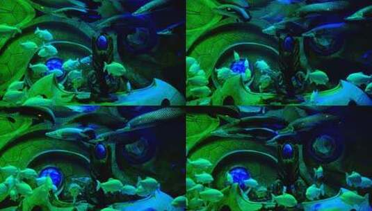 巨骨舌鱼 海洋馆 水族馆 海底世界高清在线视频素材下载