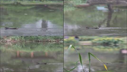 湖中的水鸟高清在线视频素材下载