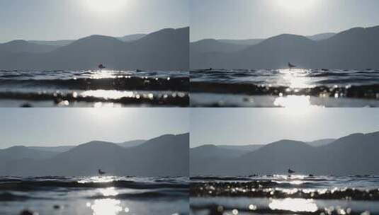 海鸥飞翔 湖面飞鸟高清在线视频素材下载