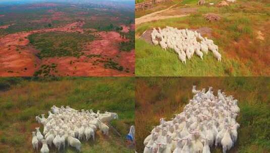 1505羊群荒漠化沙漠高清在线视频素材下载