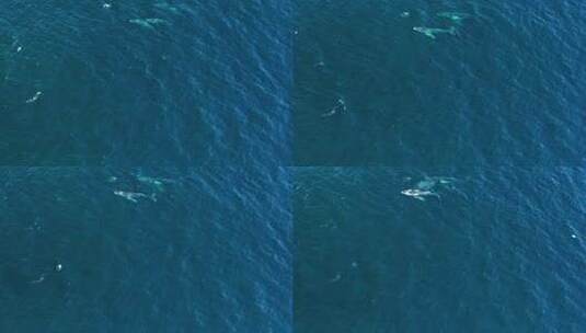 鲸鱼在清澈的蓝色海水中游泳4高清在线视频素材下载