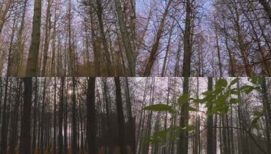 夕阳下树林高清在线视频素材下载