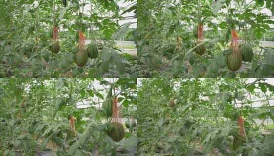 大棚种植西瓜高清在线视频素材下载