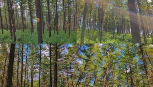 山中林场育林项目挺拔的松树苗高清在线视频素材下载