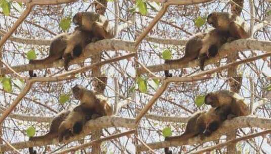 一群新世界卷尾猴在巴西潘塔纳尔的树梢上互相梳理毛发高清在线视频素材下载
