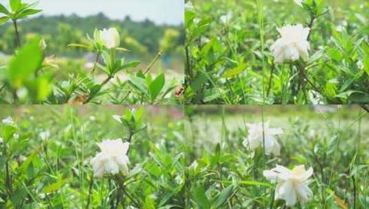 夏天自然风景白色栀子花朵花开实拍视频素材高清在线视频素材下载