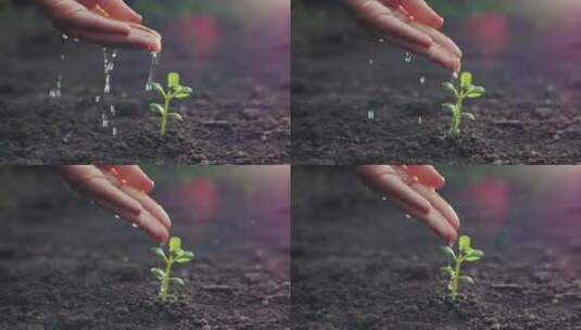手浇灌植物幼苗高清在线视频素材下载