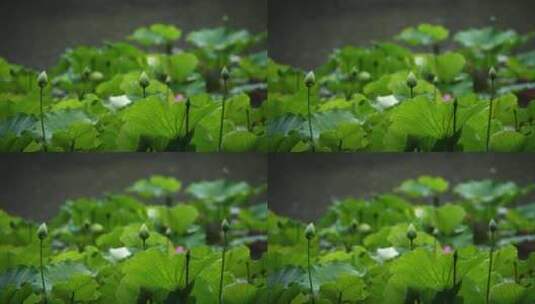 隋唐植物园雨中荷花高清在线视频素材下载