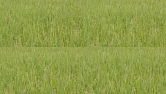美丽的乡村水稻种植田高清在线视频素材下载