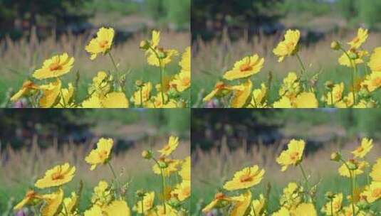 夏天阳光下的金鸡菊花朵高清在线视频素材下载