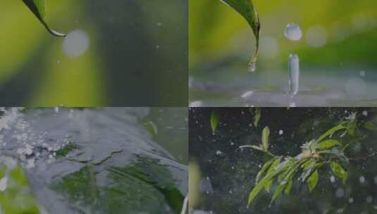 雨水 树叶 植物 下雨高清在线视频素材下载