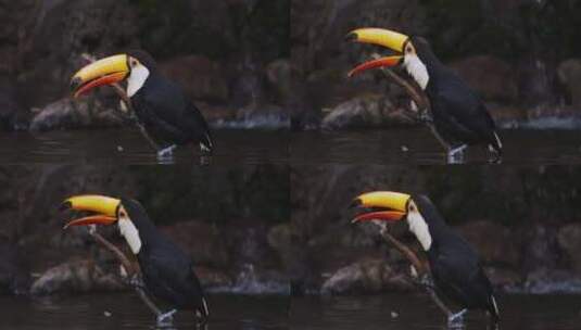 唱歌的托科巨嘴鸟高清在线视频素材下载
