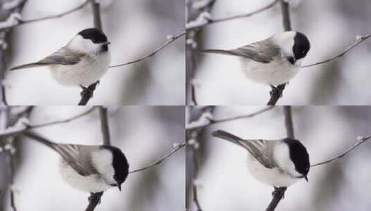 白灰色的鸟高清在线视频素材下载