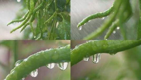 植物滴水高清在线视频素材下载