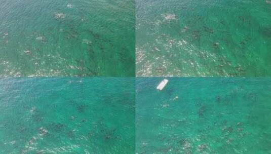 海豚在群岛游泳高清在线视频素材下载