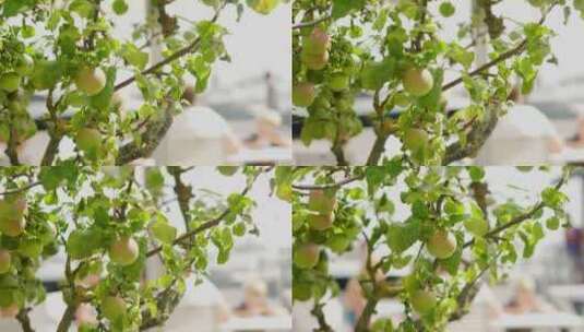 树上的青苹果高清在线视频素材下载