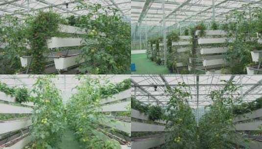4K现代化室内钢架温室大棚西红柿种植视频高清在线视频素材下载