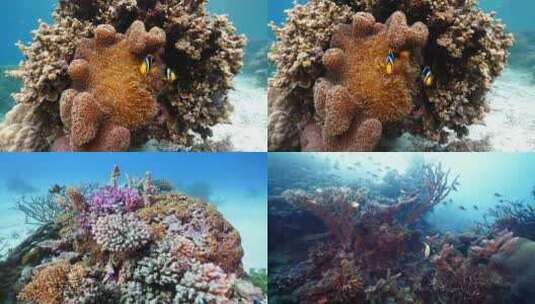 珊瑚礁斐济大星盘礁海洋美景鱼群海龟魔鬼鱼高清在线视频素材下载