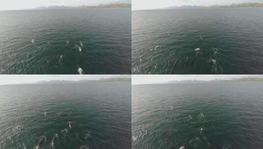 南下加利福尼亚州洛雷托湾国家海洋公园一群海豚的航拍。高清在线视频素材下载