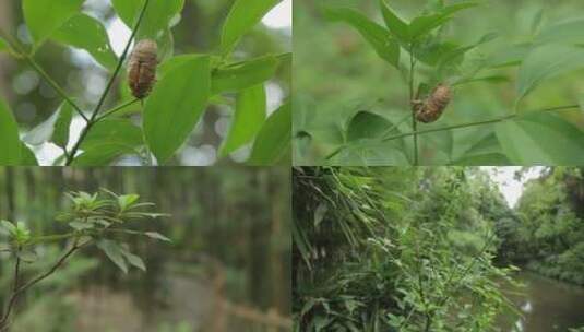 C蝉蜕高清实拍视频高清在线视频素材下载