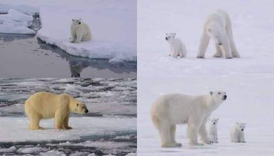 【合集】北极熊 北极熊幼崽 北极 冰川高清在线视频素材下载