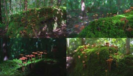 【自然秘境】长满苔藓的枯树上长了很多蘑菇高清在线视频素材下载