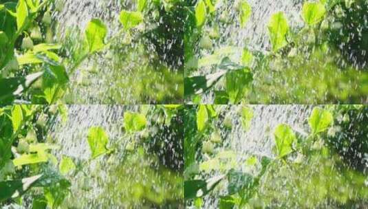 慢镜头给绿植浇水高清在线视频素材下载