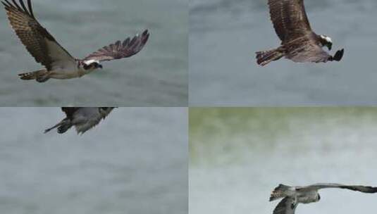 贴近海面飞翔的老鹰-鱼鹰高清在线视频素材下载