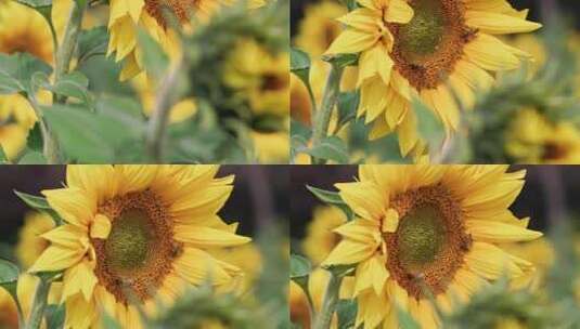 向日葵蜜蜂采蜜向日葵花海高清在线视频素材下载