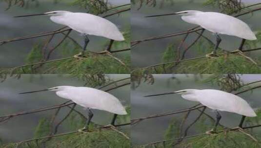白鹭，大白鹭升格镜头高清在线视频素材下载