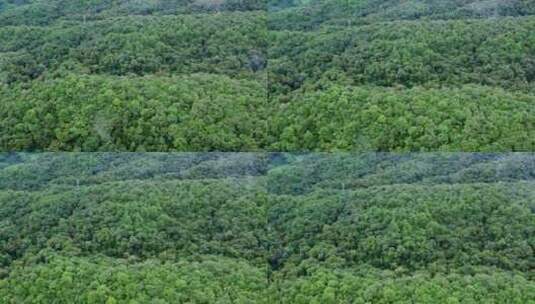 自然森林植被航拍视频高清在线视频素材下载