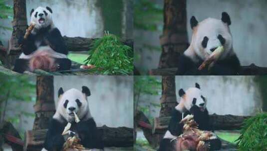 熊猫吃竹笋视频合集高清在线视频素材下载