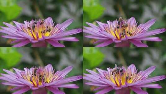 荷花莲花蜜蜂采蜜花蕊高清在线视频素材下载