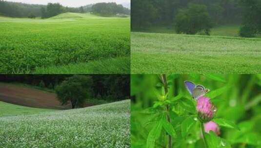 雨中高原山丘绿色自然风光小花鲜花蝴蝶高清在线视频素材下载