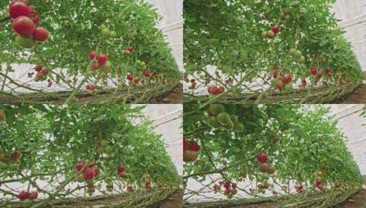 温室里培育的番茄高清在线视频素材下载