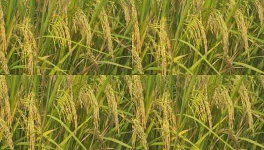 金黄的水稻穗田野五常大米丰收高清在线视频素材下载