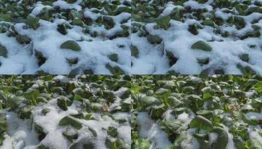 冬天下雪冰雪融化田园蔬菜高清在线视频素材下载