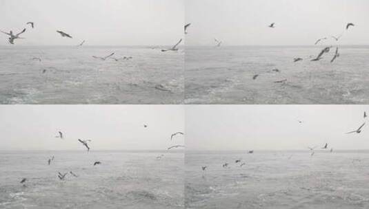 青岛阴天海鸥在海面飞翔高清在线视频素材下载