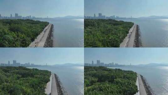 深圳湾红树林航拍福田红树林海滨生态公园高清在线视频素材下载