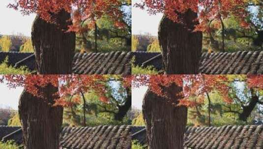 苏州园林拙政园 红枫映衬着亭台楼阁古建筑高清在线视频素材下载